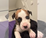 Small Catahoula Leopard Dog-Mountain Cur Mix