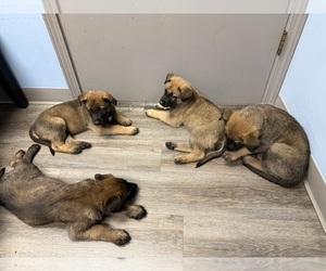 Malinois Puppy for sale in MORRIS, IL, USA