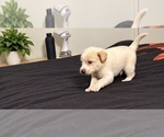 Small Photo #23 Alaskan Husky-Cock-A-Poo Mix Puppy For Sale in YONKERS, NY, USA