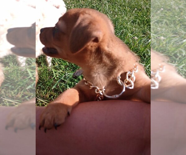 Medium Photo #4 Chorkie Puppy For Sale in DAYTON, OH, USA