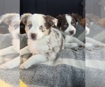 Small Miniature Australian Shepherd