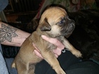 Small Photo #14 Cane Corso Puppy For Sale in DENVER, CO, USA