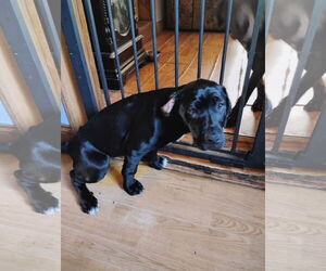 Kismet - Female American Pit Bull Terrier-Labrador Retriever Mix Dog for Adoption - Photo #13