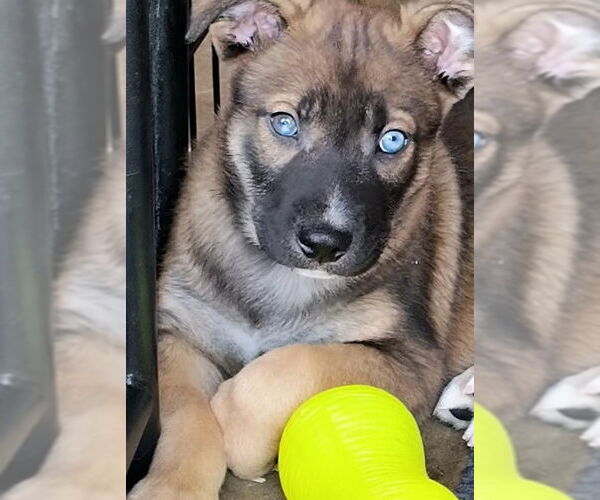 Medium Photo #1 Mutt Puppy For Sale in Kansas City, MO, USA