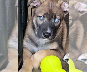 Mutt Dogs for adoption in Kansas City, MO, USA