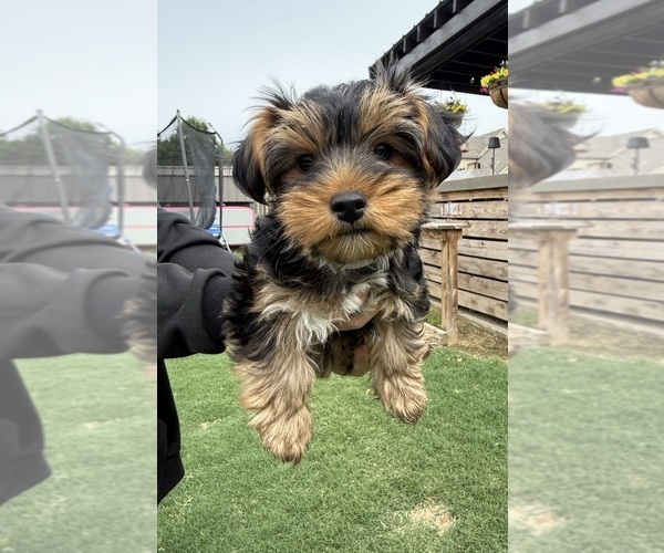 Medium Photo #9 Yorkshire Terrier Puppy For Sale in ARLINGTON, TN, USA