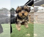 Small #8 Yorkshire Terrier