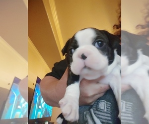 Boston Terrier Puppy for sale in DEER PARK, TX, USA