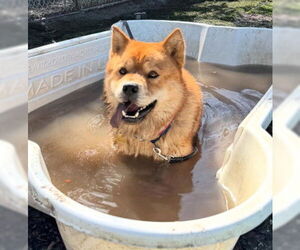 Chow Chow-Unknown Mix Dogs for adoption in Ventura, CA, USA