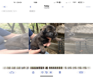 German Shepherd Dog Puppy for sale in PURVIS, MS, USA