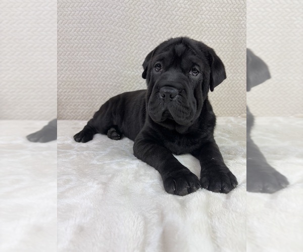 Medium Photo #2 Cocker-Pei Puppy For Sale in INDIANAPOLIS, IN, USA