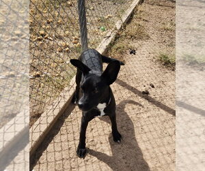 Willow - Female Siberian Husky-Unknown Mix Dog for Adoption - Photo #2