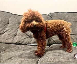 Father of the Goldendoodle (Miniature) puppies born on 06/12/2026