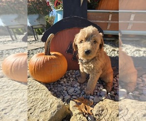Labradoodle Puppy for sale in WILLIAMSTOWN, KY, USA