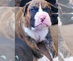 Small Photo #3 Boxer Puppy For Sale in TOMBALL, TX, USA