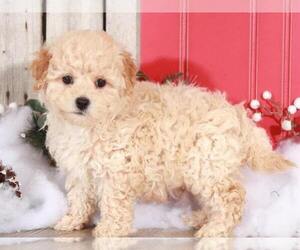 Poochon Puppy for sale in MOUNT VERNON, OH, USA