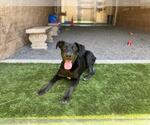 Small #1 Doberman Pinscher-Labrador Retriever Mix