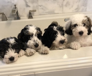Sheepadoodle Litter for sale in SKANEATELES, NY, USA