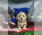 Small #7 YorkiePoo