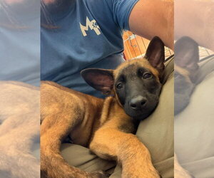 Mutt Dogs for adoption in Imlay City, MI, USA