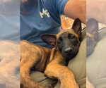 Elements Litter - Xenon - Located in Georgia - Male Mutt Dog for Adoption - Small photo