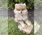 Small #1 Pomeranian
