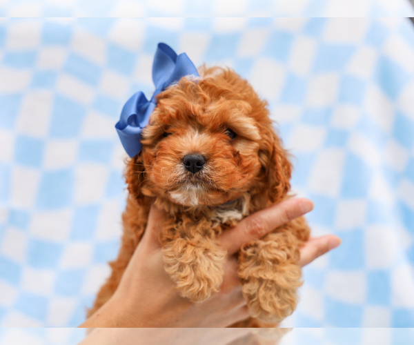 Medium Photo #3 Cavapoo (Miniature) Puppy For Sale in LIBERTY, KY, USA