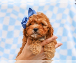 Small #2 Cavapoo (Miniature)