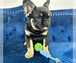 Small Photo #5 French Bulldog Puppy For Sale in MARIETTA, NY, USA