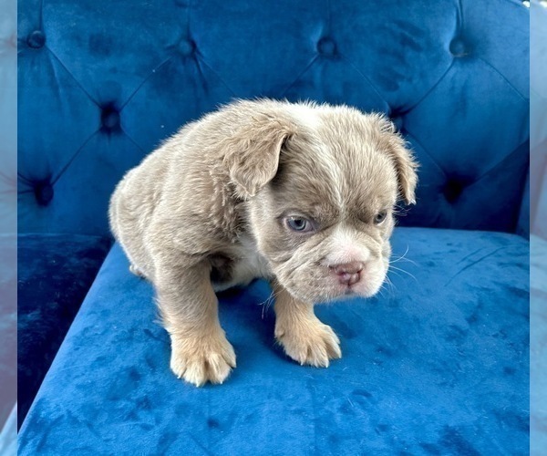 Medium Photo #33 English Bulldog Puppy For Sale in SAN FRANCISCO, CA, USA