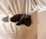 Small Photo #6 Labrador Retriever Puppy For Sale in LONG PINE, NE, USA