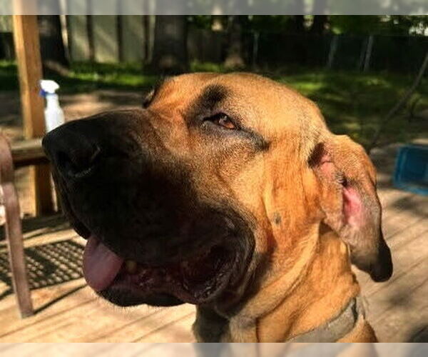 Medium Photo #22 Fila Brasileiro-Great Dane Mix Puppy For Sale in Jasper, AL, USA