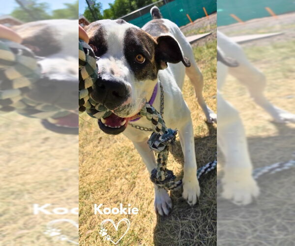 Medium Photo #1 Boxer-Unknown Mix Puppy For Sale in Monte Vista, CO, USA
