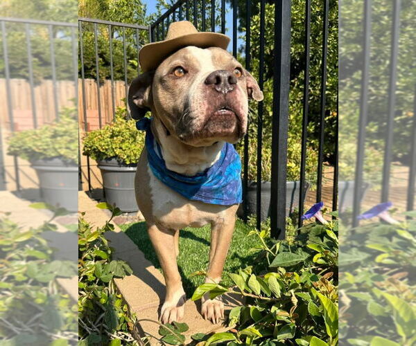 Medium Photo #2 American Pit Bull Terrier-Unknown Mix Puppy For Sale in Redlands, CA, USA