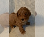 Small Photo #10 Goldendoodle (Miniature) Puppy For Sale in MOUNT PLEASANT, SC, USA
