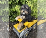 Small #3 Bernedoodle