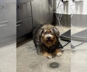 Tibetan Terrier-Unknown Mix Dogs for adoption in Forestville, MD, USA