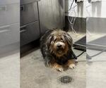 *CHESS - Male Tibetan Terrier-Unknown Mix Dog for Adoption - Small photo