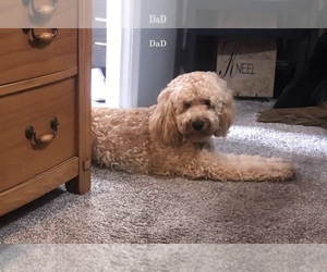 Father of the Australian Labradoodle puppies born on 05/06/2026