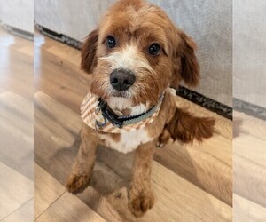 Father of the Cavapoo (Miniature) puppies born on 07/16/2026