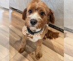 Small Photo #1 Cavapoo (Miniature) Puppy For Sale in SISTERS, OR, USA