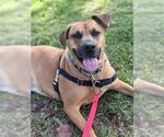 Small Black Mouth Cur