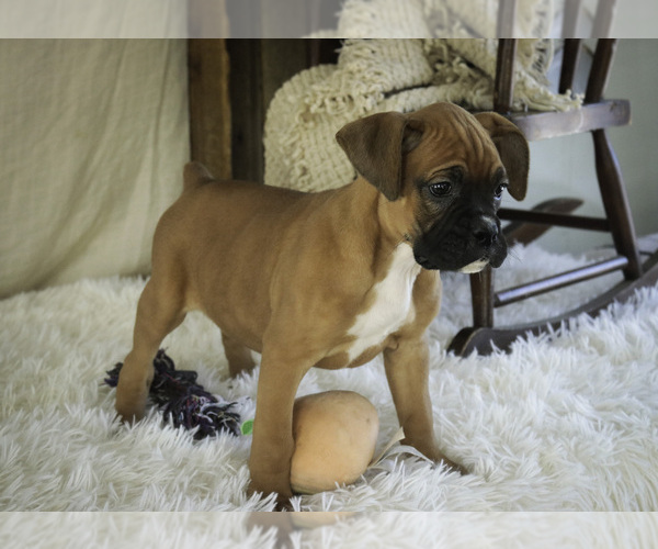 Medium Photo #9 Boxer Puppy For Sale in SHIPSHEWANA, IN, USA