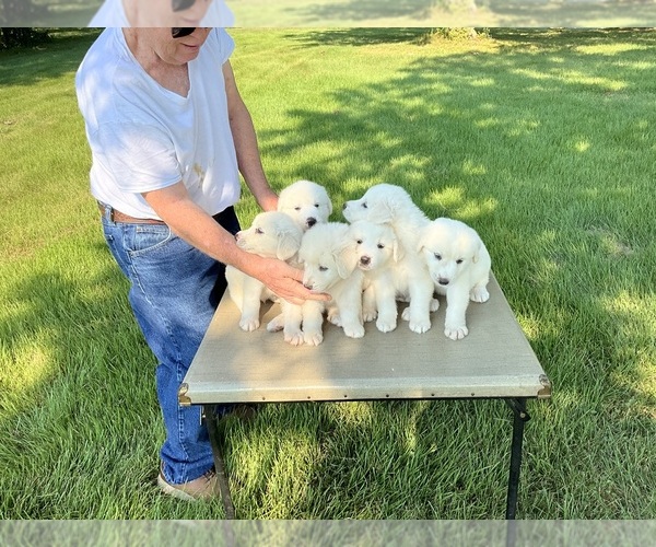 Medium Photo #1 Great Pyrenees Puppy For Sale in MOUNT VERNON, IL, USA