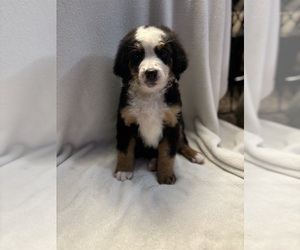 Bernedoodle Puppy for sale in LOUISVILLE, KY, USA