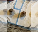 Small Photo #1 Pomeranian Puppy For Sale in PELHAM, NH, USA