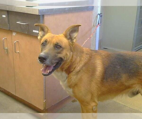 Medium Photo #1 German Shepherd Dog-Unknown Mix Puppy For Sale in Sacramento, CA, USA