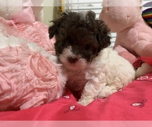 Mal-Shi Puppy for sale in LOS ANGELES, CA, USA