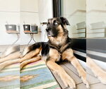 Small Photo #8 Australian Shepherd-German Shepherd Dog Mix Puppy For Sale in Alvin, TX, USA