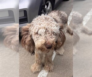 Poodle (Standard)-Unknown Mix Dogs for adoption in Houston, TX, USA